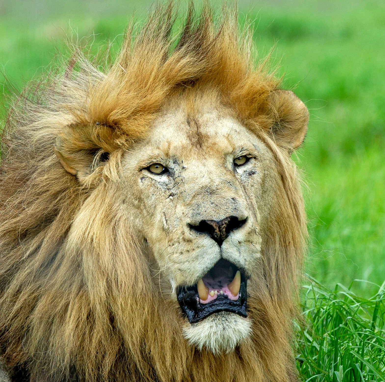Lion