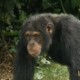 Chimpanzee