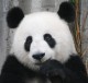 Giant Panda
