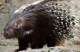 Crested Porcupine