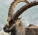 Ibex