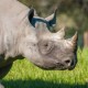 Black rhino