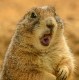 Prairie dog
