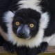 Black-and-White Ruffed Lemur