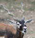Buck