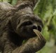 Sloth