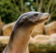 Sea lion