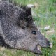 Peccary