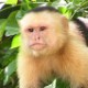 Capuchin Monkey