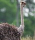 Ostrich