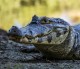 Dwarf Caiman