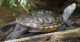 Terrapin