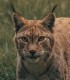 Lynx
