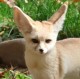Fennec