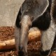 Anteater