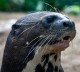 Otter