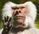 Baboon