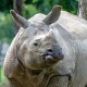 Rhino