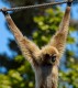 Gibbon