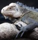 Antillean Iguana