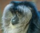 Lion-Tailed Macaque