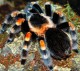 Red Knee Tarantula