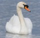Swan