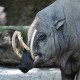Babirusa