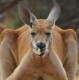 Kangaroo