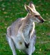 Red-Necked Wallaby