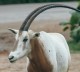 Oryx