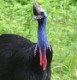 Cassowary