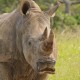 White Rhino