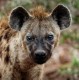 Hyena