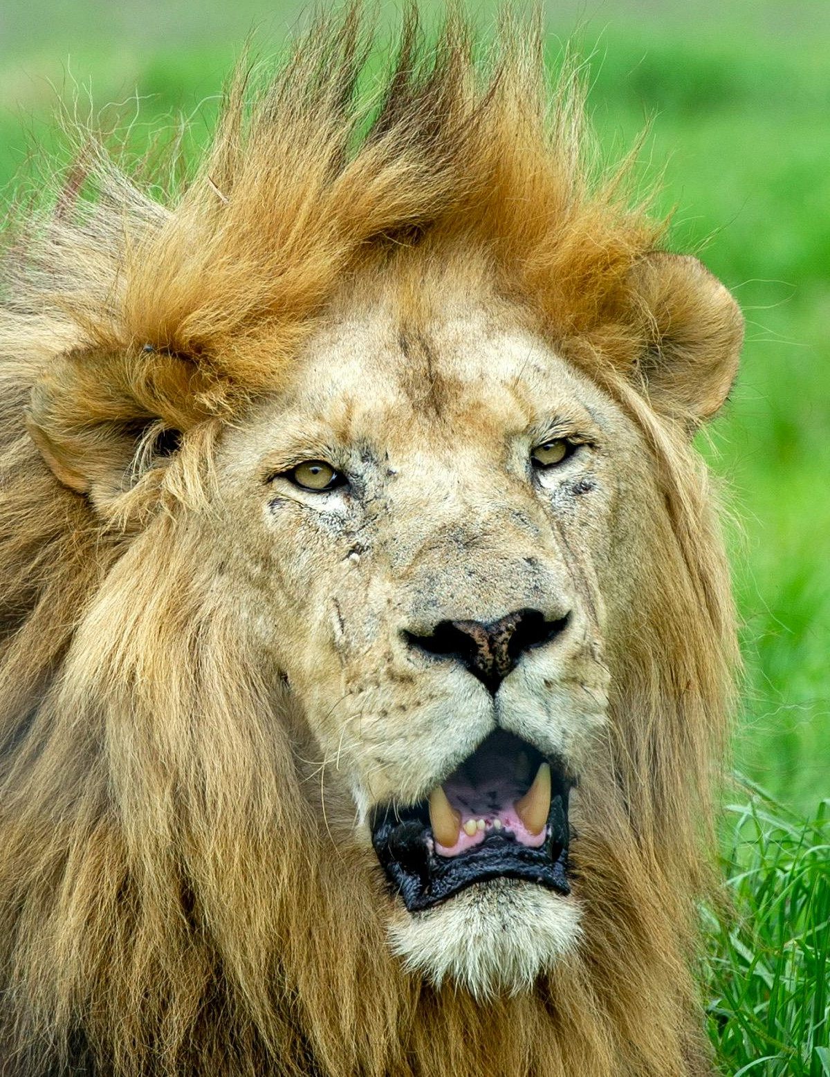African Lion