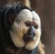 White-Faced Saki