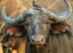 Water Buffalo