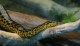 Anaconda
