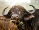 Buffalo