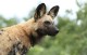 Wild Dog
