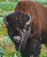 Bison