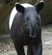 Tapir