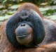 Orangutan