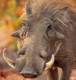 Warthog