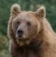 Brown Bear