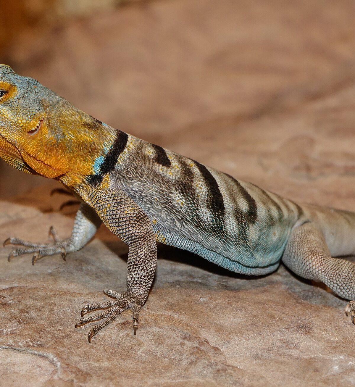 Baja Blue Rock Lizard