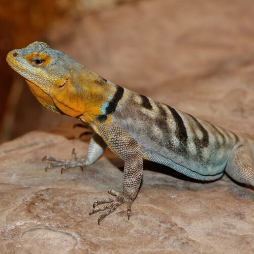 Rock Lizard