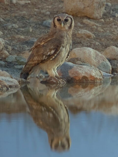 Milky Eagle Owl