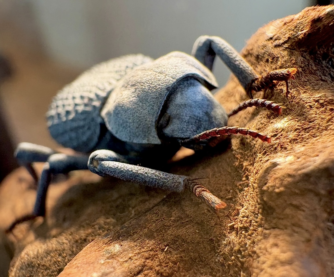 Blue Death-feigning Beetle
