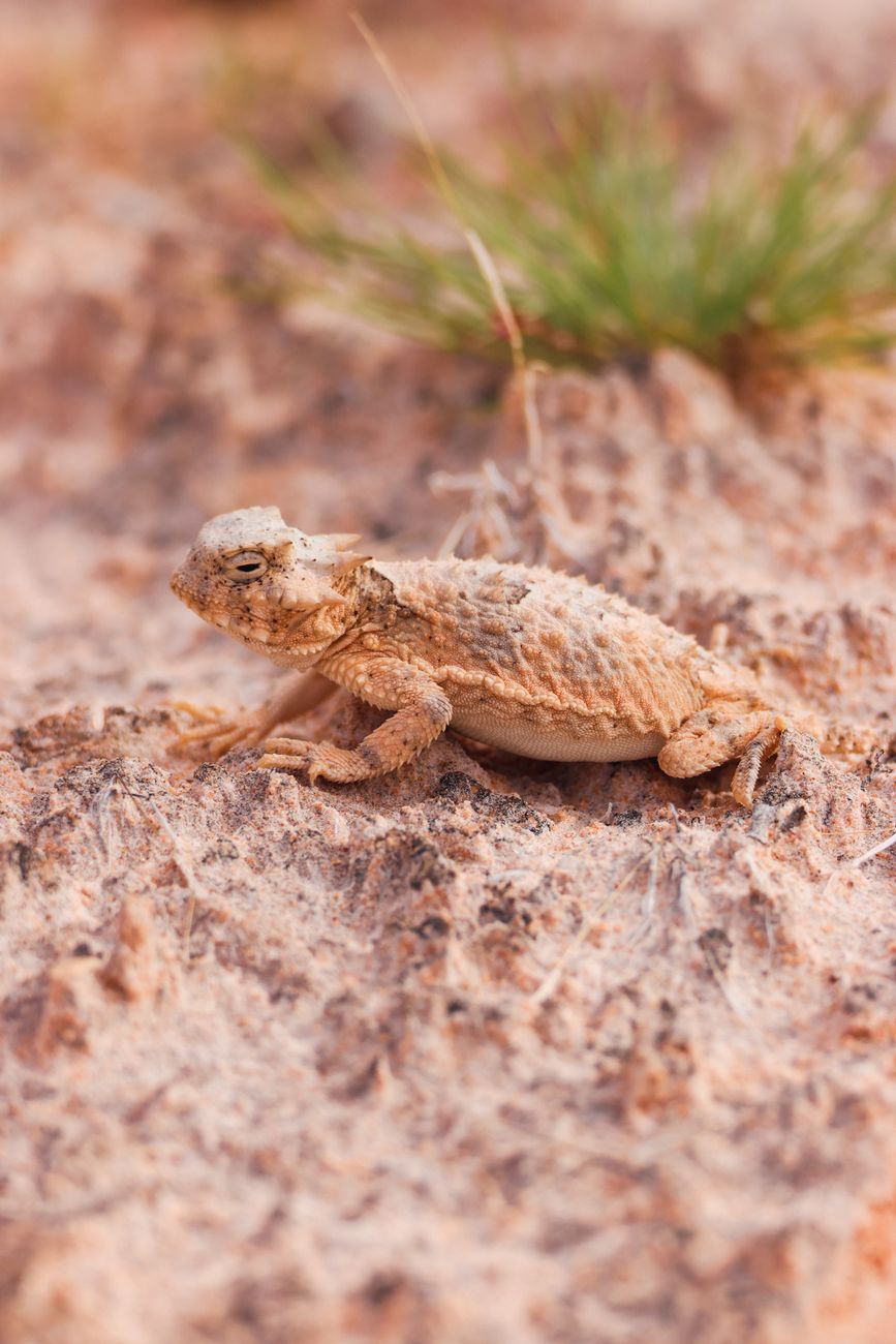 Texas Horned Lizard